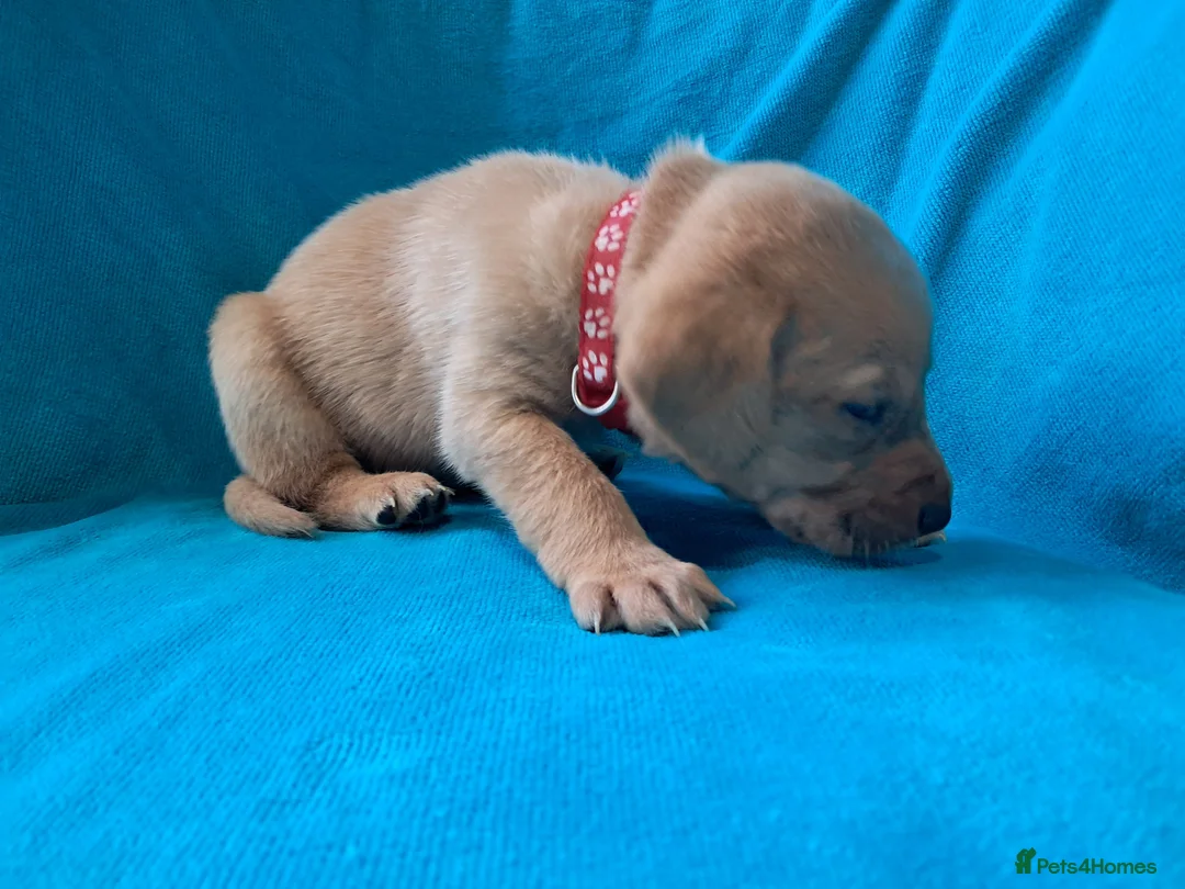 Labrador Retriever dogs for sale: Labrador Puppies - Advert 18