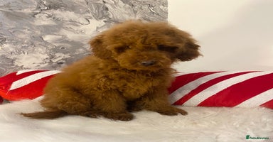 Miniature Poodle dogs Gorgeous Red Minature Poodles Puppies  - Advert 1
