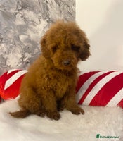 Miniature Poodle dogs Gorgeous Red Minature Poodles Puppies - Advert 5