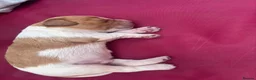 Brittany Spaniel dogs for sale: Brittany Puppies (HPR) in Tadley - Advert 3