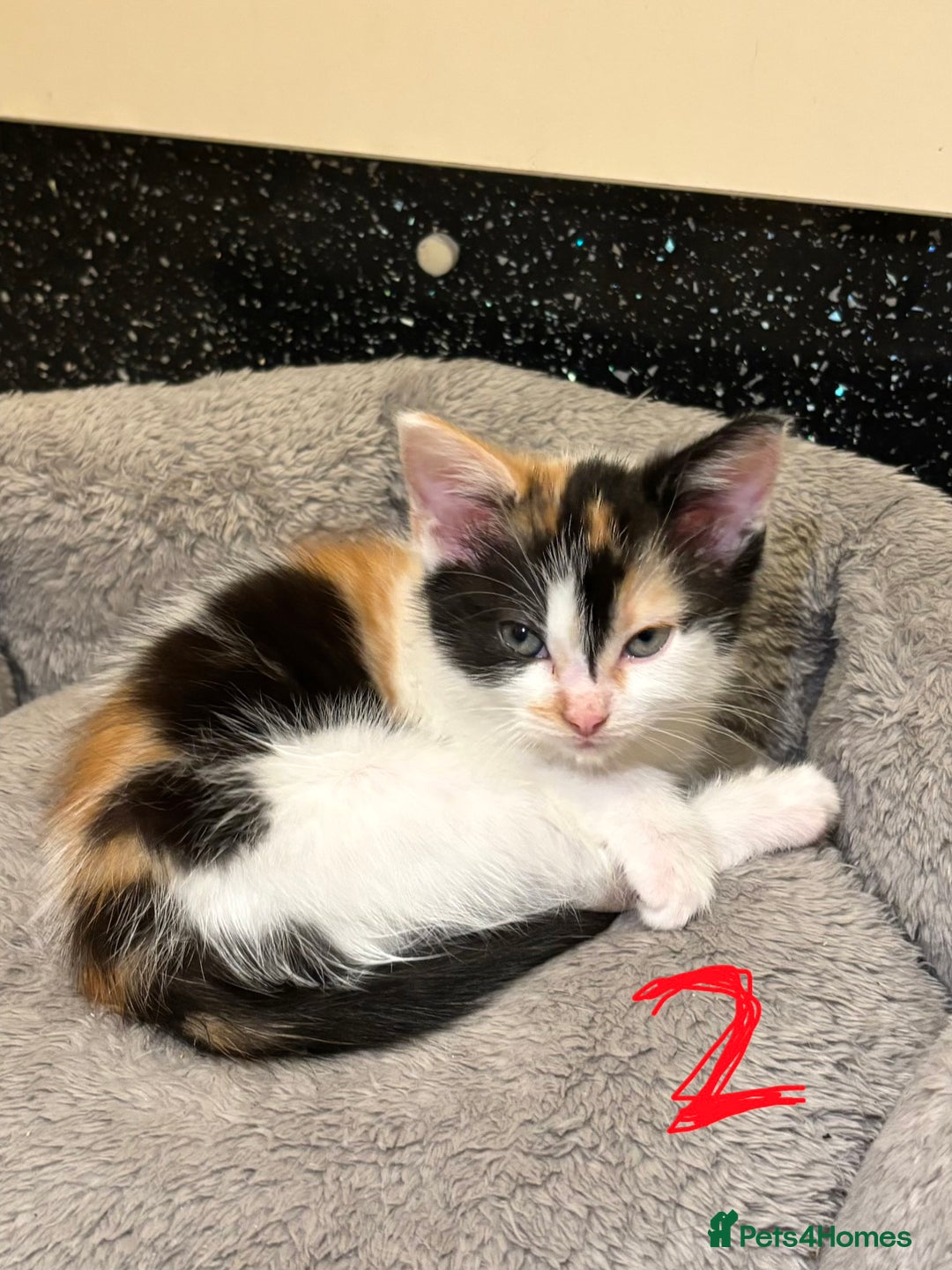 Mixed Breed cats for sale: 8 weeks old Ragdoll cross kittens - Advert 1