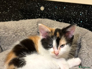 Mixed Breed cats 8 weeks old Ragdoll cross kittens - Advert 1