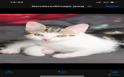 Bengal cats for sale: NEED REHOMED THIS WEEK MOVING HOUSE £100 ono - Image 6