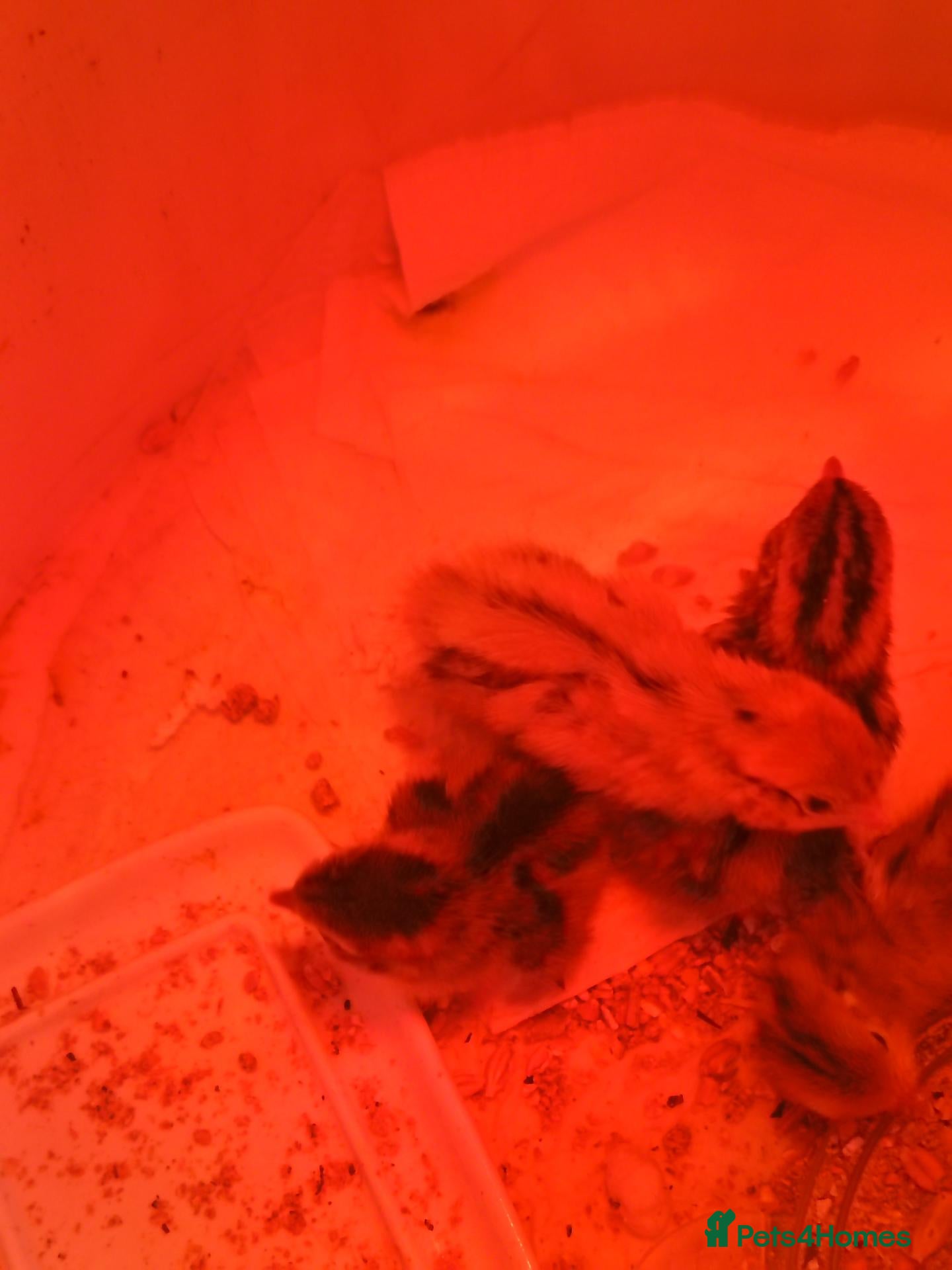Mixed Breed birds Quail one day old  - Advert 3