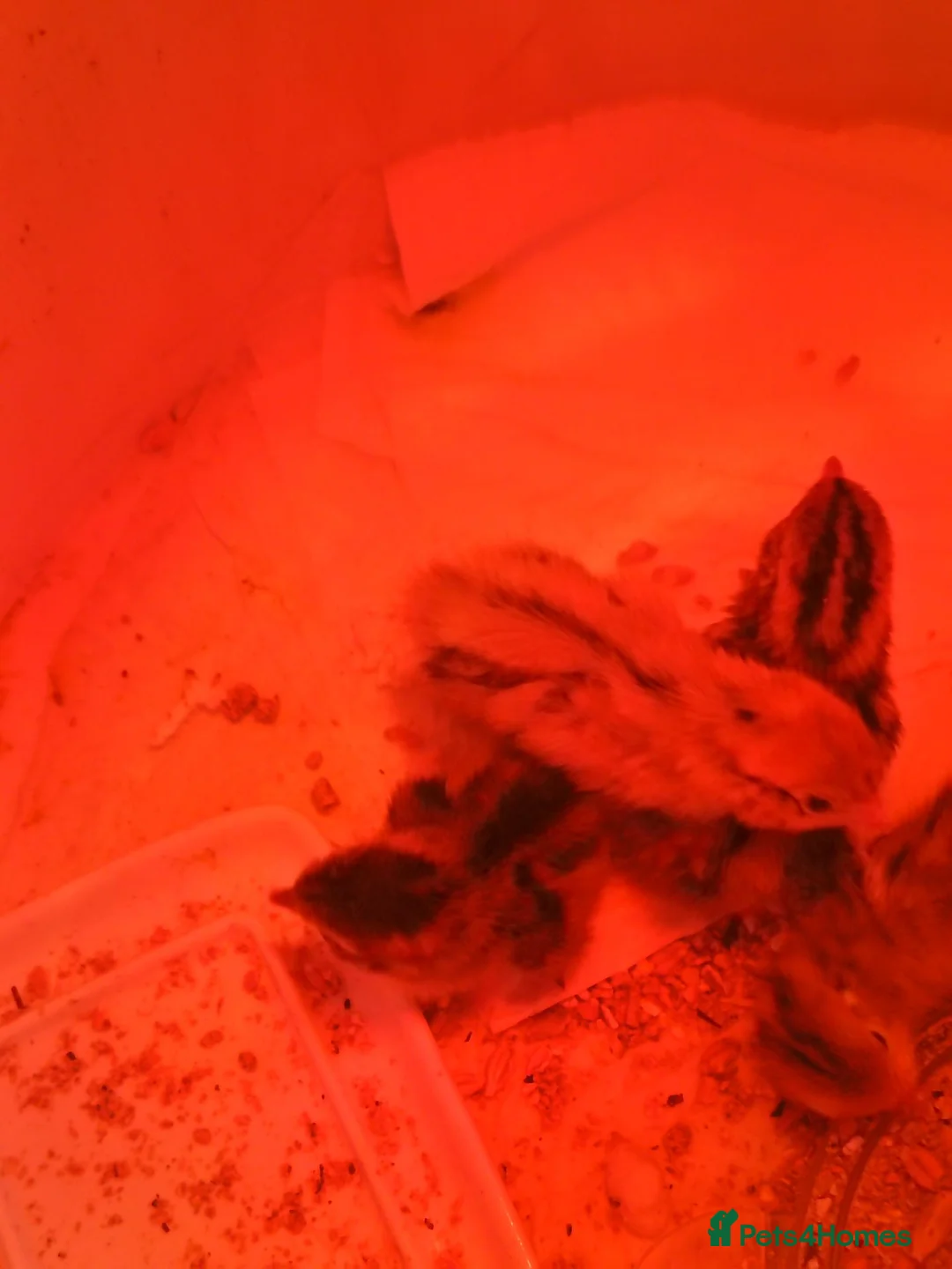 Mixed Breed birds for sale: Quail one day old  in Saltburn-by-the-Sea - Advert 1