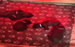 Labrador Retriever dogs for sale: Labrador puppies - Image 4