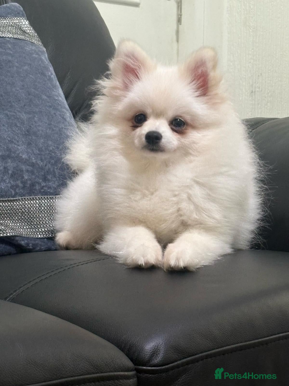 Pomeranian dogs Stunning little Pomeranian KC white Boy - Advert 6