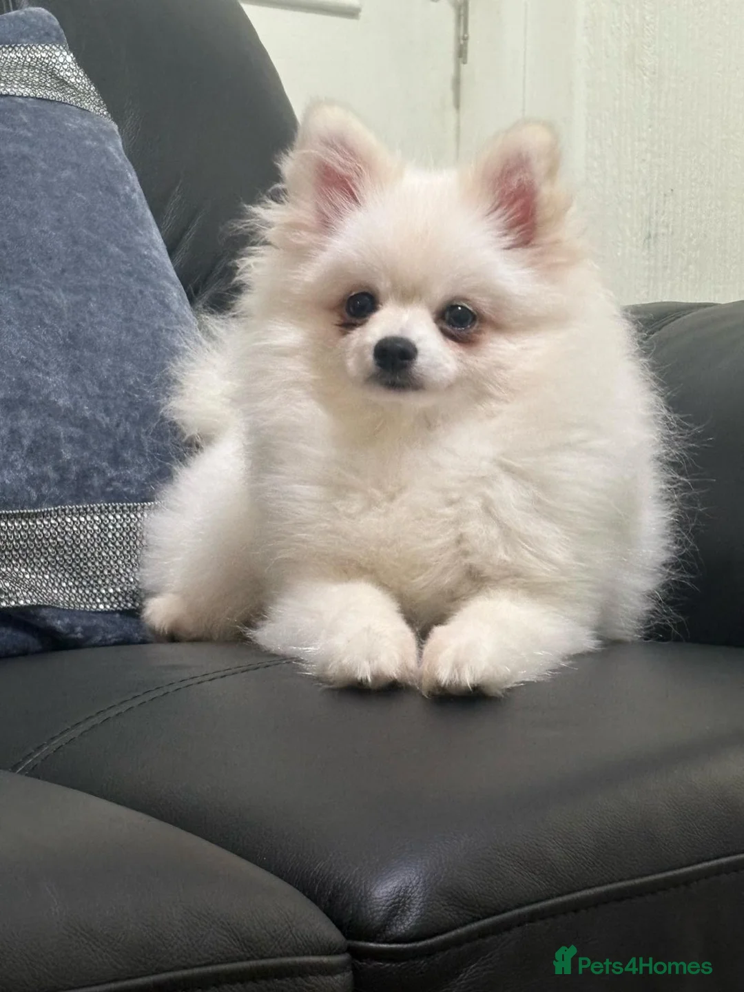 Pomeranian dogs for sale: Stunning little Pomeranian KC white Boy - Advert 1