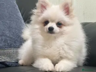 Pomeranian dogs Stunning little Pomeranian KC white Boy - Advert 6