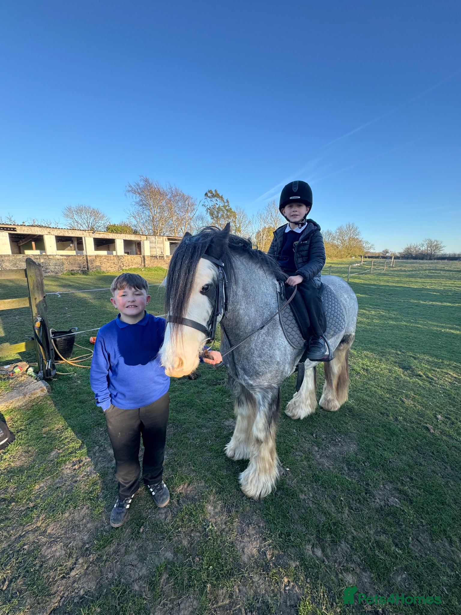 Irish Cob horses for sale: Norman  - Advert 14