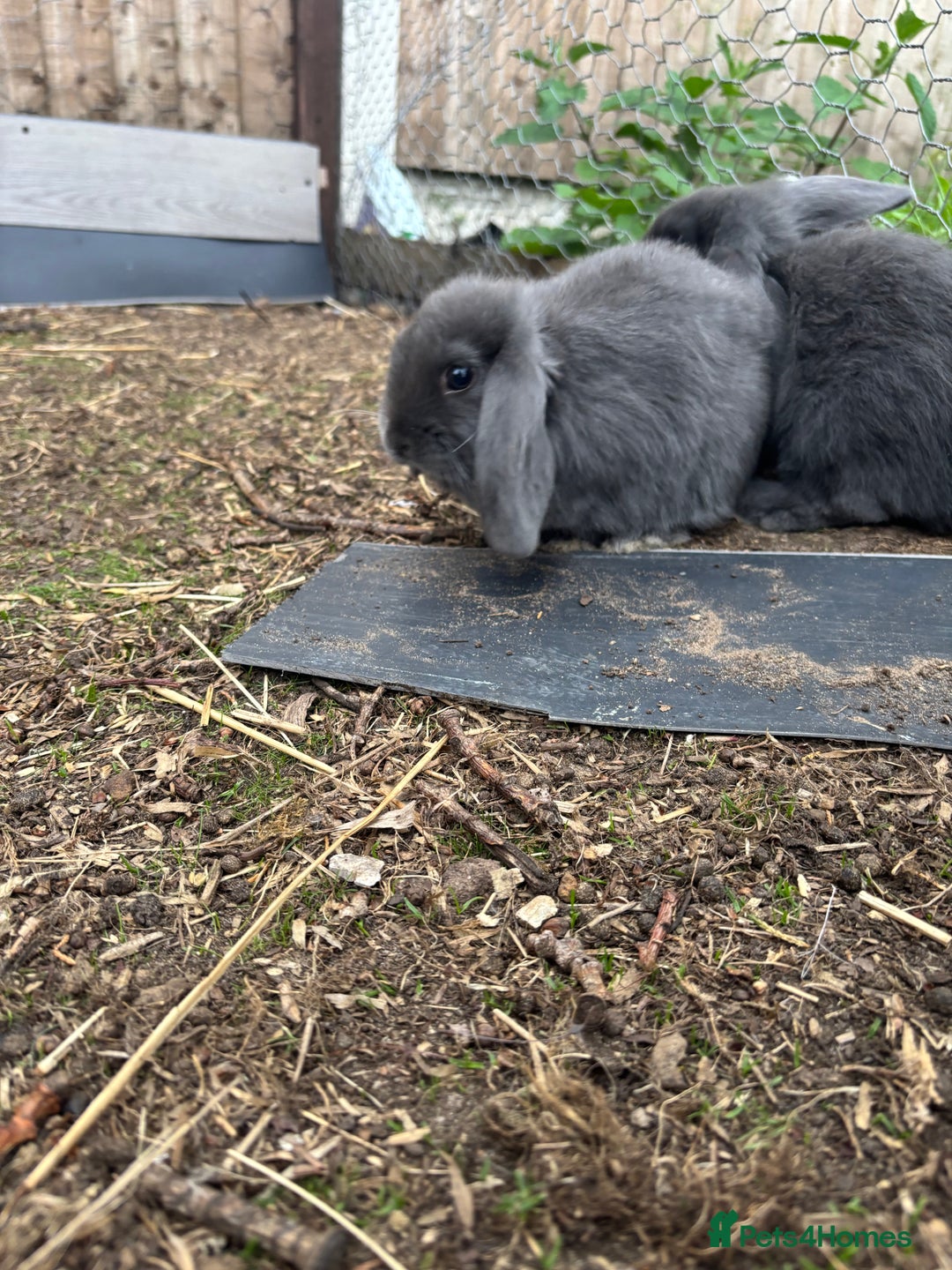 Mini Lop rabbits for sale: Mini Lop Rabbits - Image 4