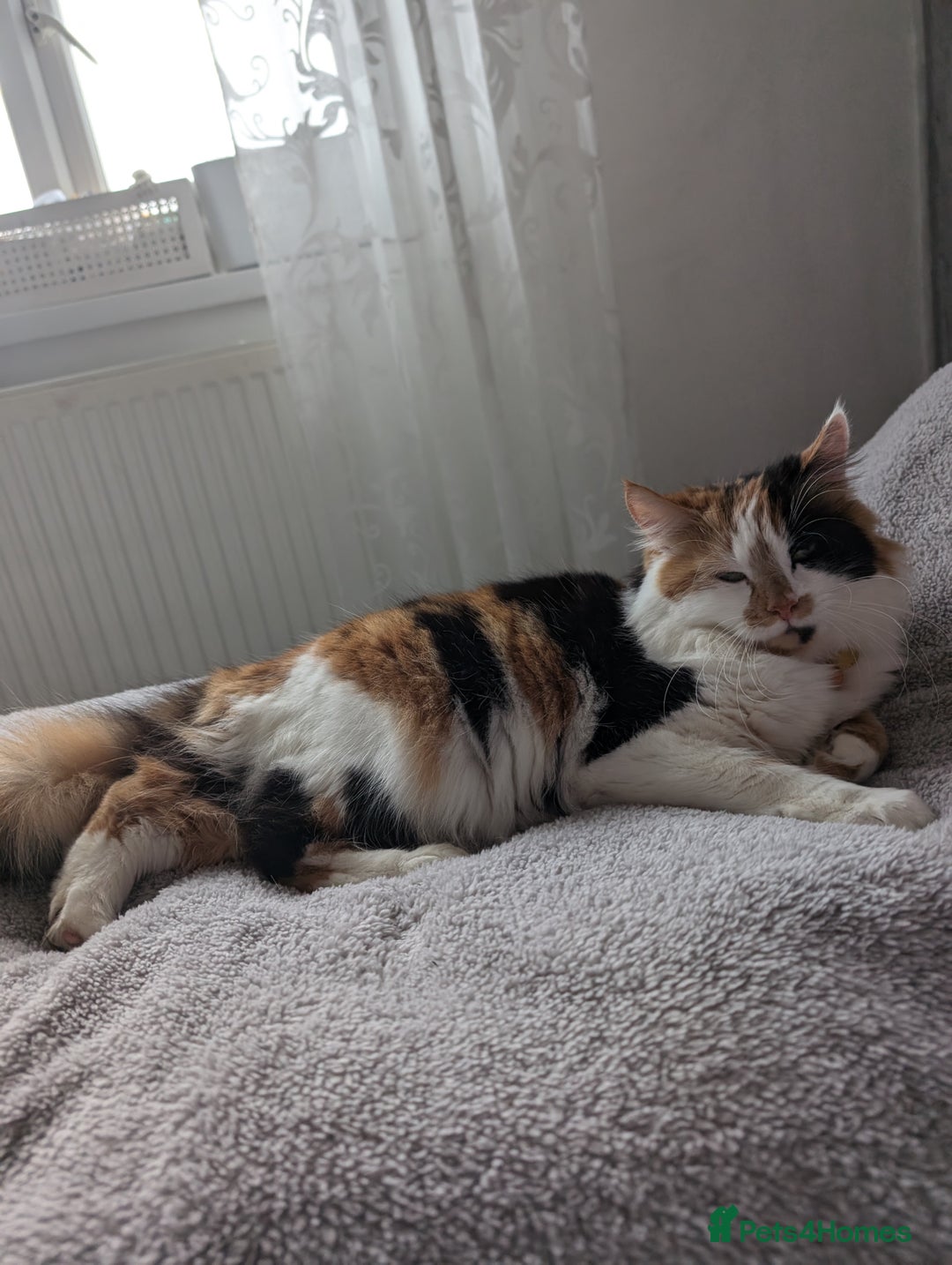 Mixed Breed cats for sale: Cat 🥰 - Advert 2