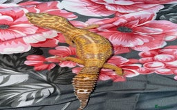Gecko reptiles for sale: Breeding Adults Leopards and African Fat Tails  - Image 5