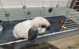Mini Lop rabbits for sale: Vaccinated mini lop- available immediately  - Image 2