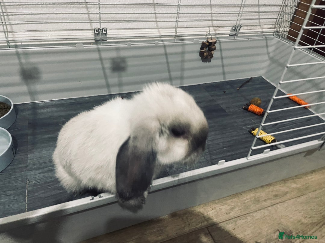 Mini Lop rabbits for sale: Vaccinated mini lop- available immediately  - Image 2