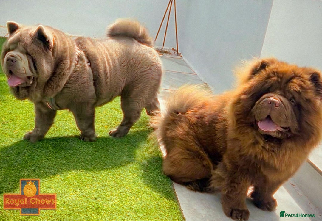 Chow Chow dogs for stud: Rare lilac smooth coat KC reg for stud  - Image 3