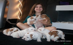 English Bulldog dogs for sale: ⭐ Exceptional Health Tested Parents ONLY 1 💙 left - Image 8