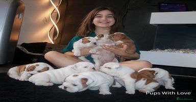 English Bulldog dogs - Advert 3