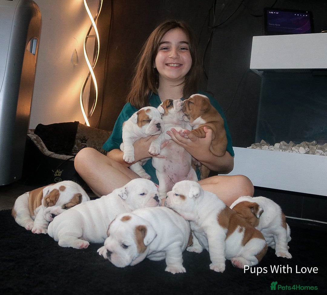 English Bulldog dogs for sale: ⭐ Exceptional Health Tested Parents ONLY 1 💙 left - Image 8