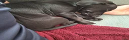 Mixed Breed dogs for sale: Minature Dachsund Mix Puppy in Derby - Advert 4