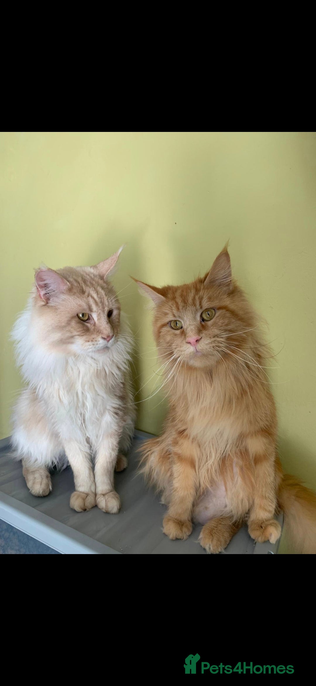Maine Coon cats Full main coon kittens for sale - Advert 1