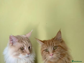 Maine Coon cats Full main coon kittens for sale - Advert 1