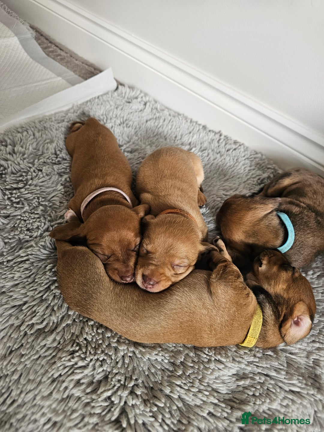 Miniature Dachshund dogs for sale: Mini Dachshund Puppies - Image 2