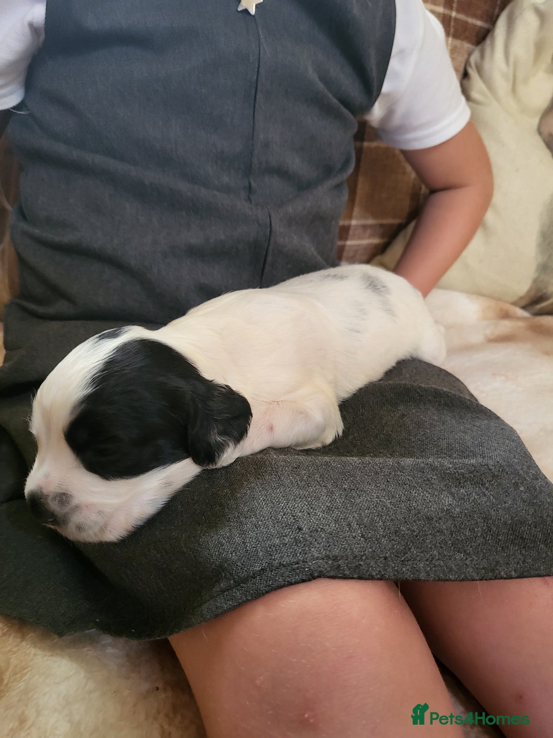 English Springer Spaniel dogs for sale: English springer spaniel pups  - Image 6