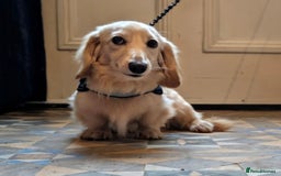 Miniature Dachshund dogs for sale:  Exquisite Long Coat Cream & Black & Tan Babies - Image 9