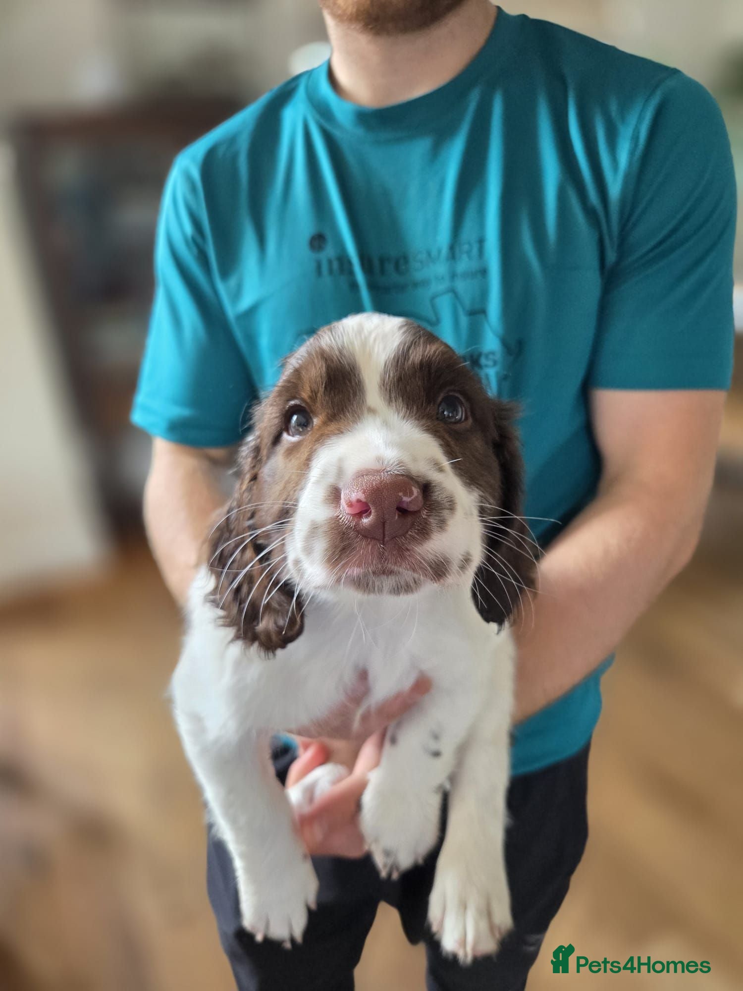 English Springer Spaniel dogs working springer spaniels liver and white  - Advert 8