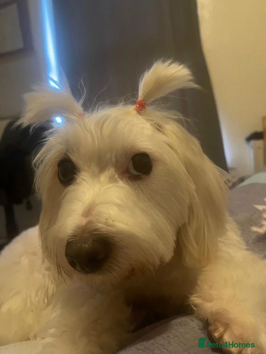 Maltese dogs for sale: Two Maltese Bichon Dogs Looking for a Loving Home  - Advert 2