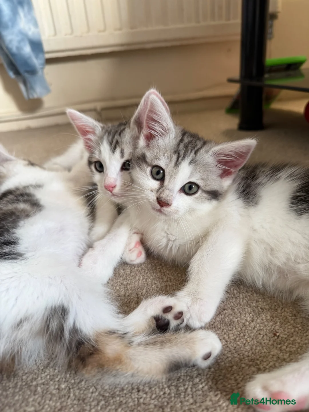 Mixed Breed cats for sale: Absolutely beautiful kittens, bengal crossbred - Advert 1