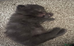 Domestic Shorthair cats for sale: 3 black kittens. 2 girls and 1 boy in Olney - Image 3