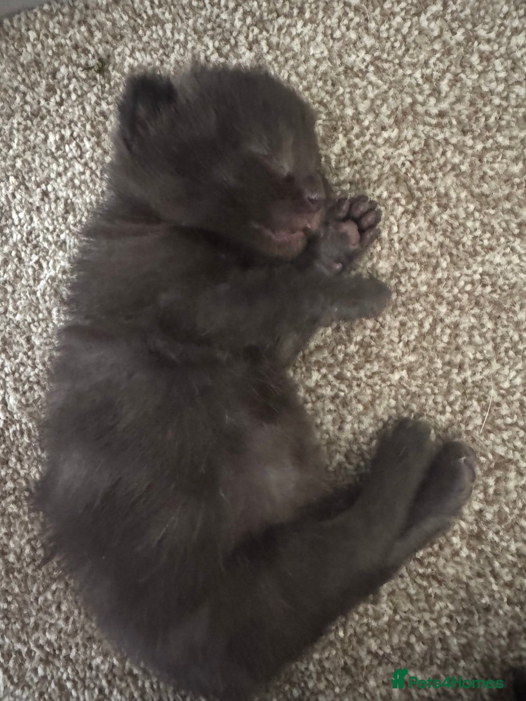Domestic Shorthair cats for sale: 3 black kittens. 2 girls and 1 boy in Olney - Image 3