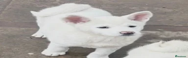 Japanese Akita Inu 2