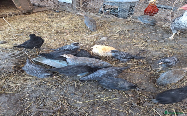 Chickens poultry Chickens and chicks for sale  - Advert 14