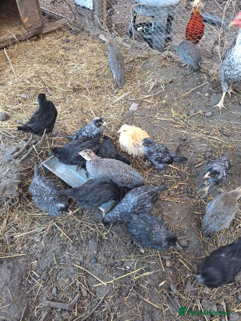 Chickens poultry Chickens and chicks for sale - Advert 6