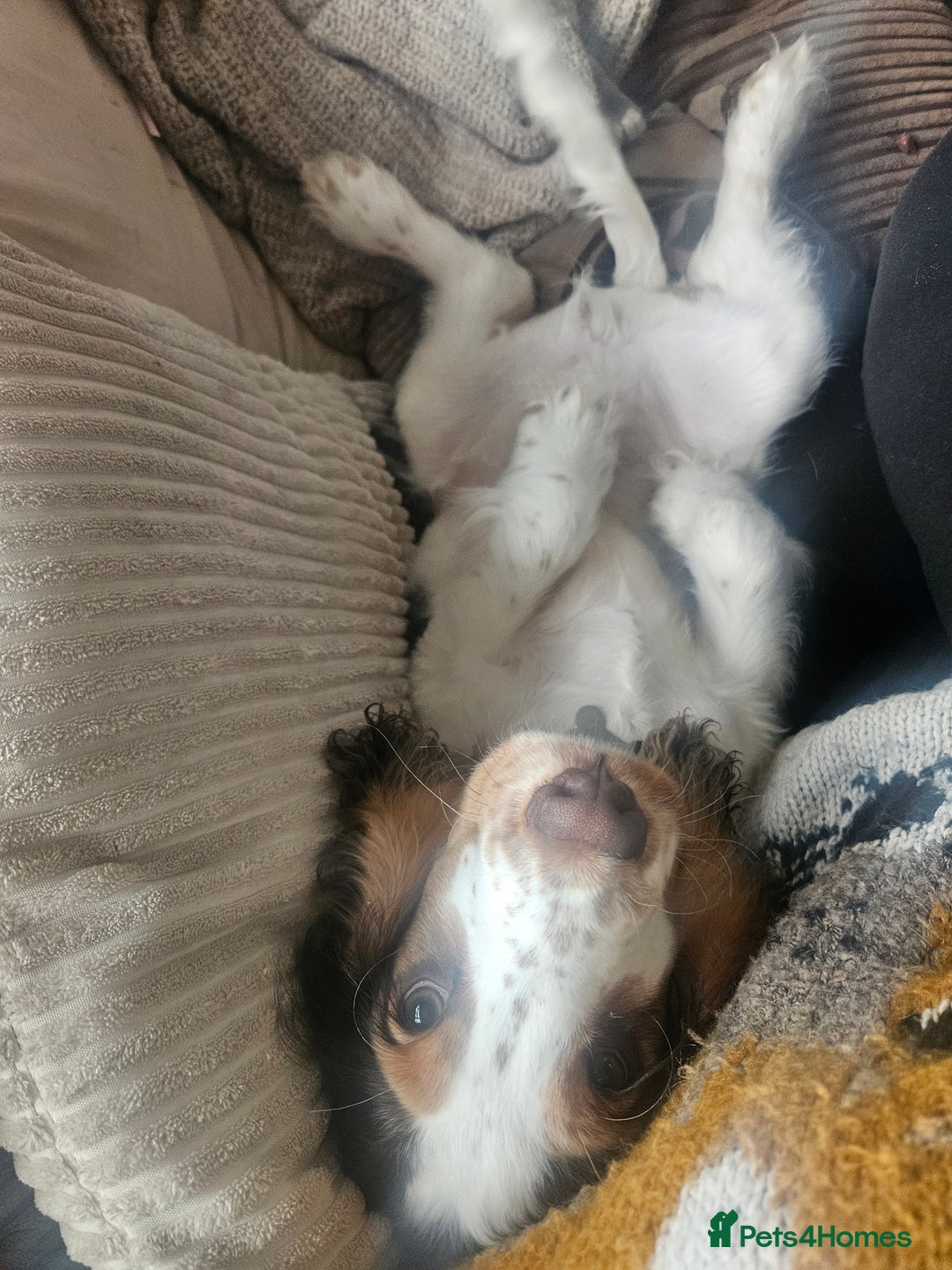 Cocker Spaniel dogs for sale: 17 week Cocker Spaniel - Advert 11