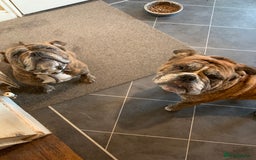 Old Tyme Bulldog dogs for sale: 2 beautiful dogs need a new loving home together - Image 1