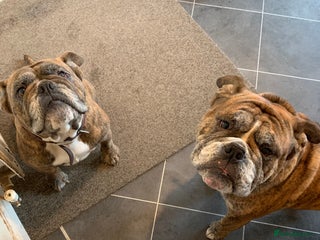 Old Tyme Bulldog dogs - Advert 2