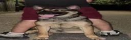Mixed Breed dogs for sale: Frenchie cross Belgian malinois  - Advert 3