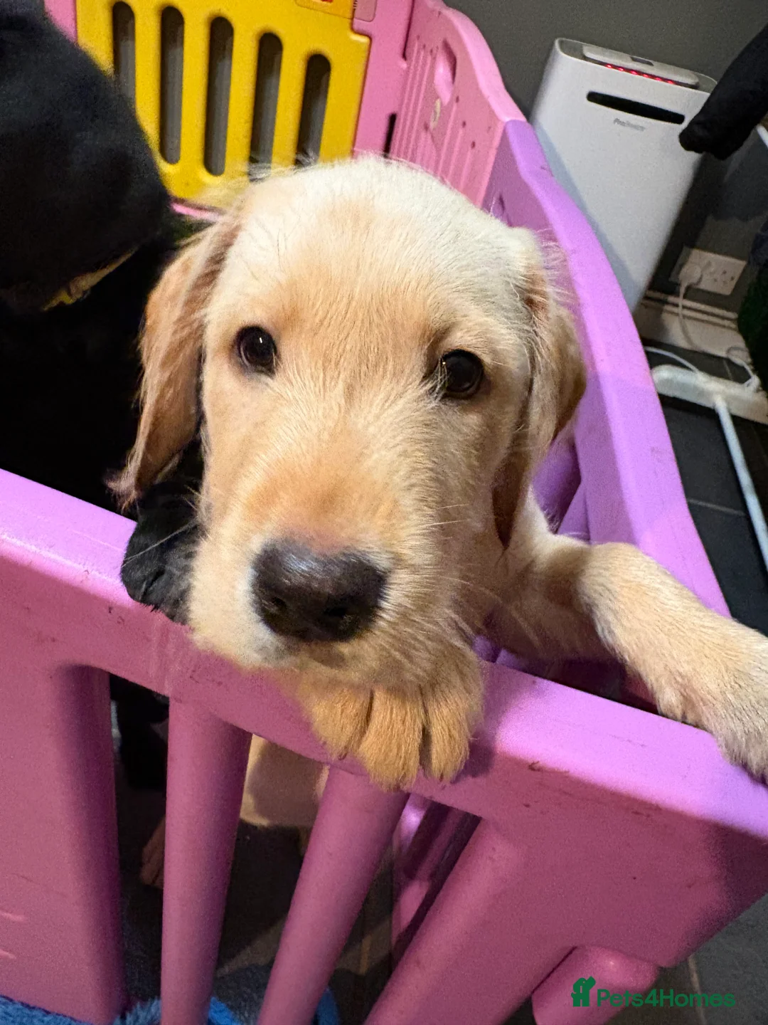 Mixed Breed dogs for sale: Eap and Merina-Vizslador pups - Advert 2