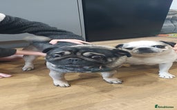 Pug dogs for sale: Pug puppies for sale  - Image 2