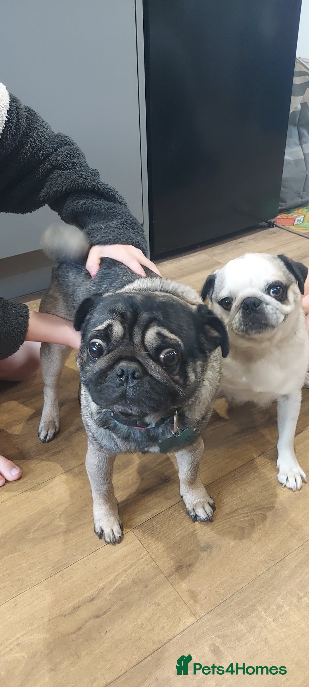 Pug dogs for sale: Pug puppies for sale  - Image 2