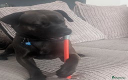 Mixed Breed dogs for sale: 10 month staffy cross with chihuahua  - Image 3