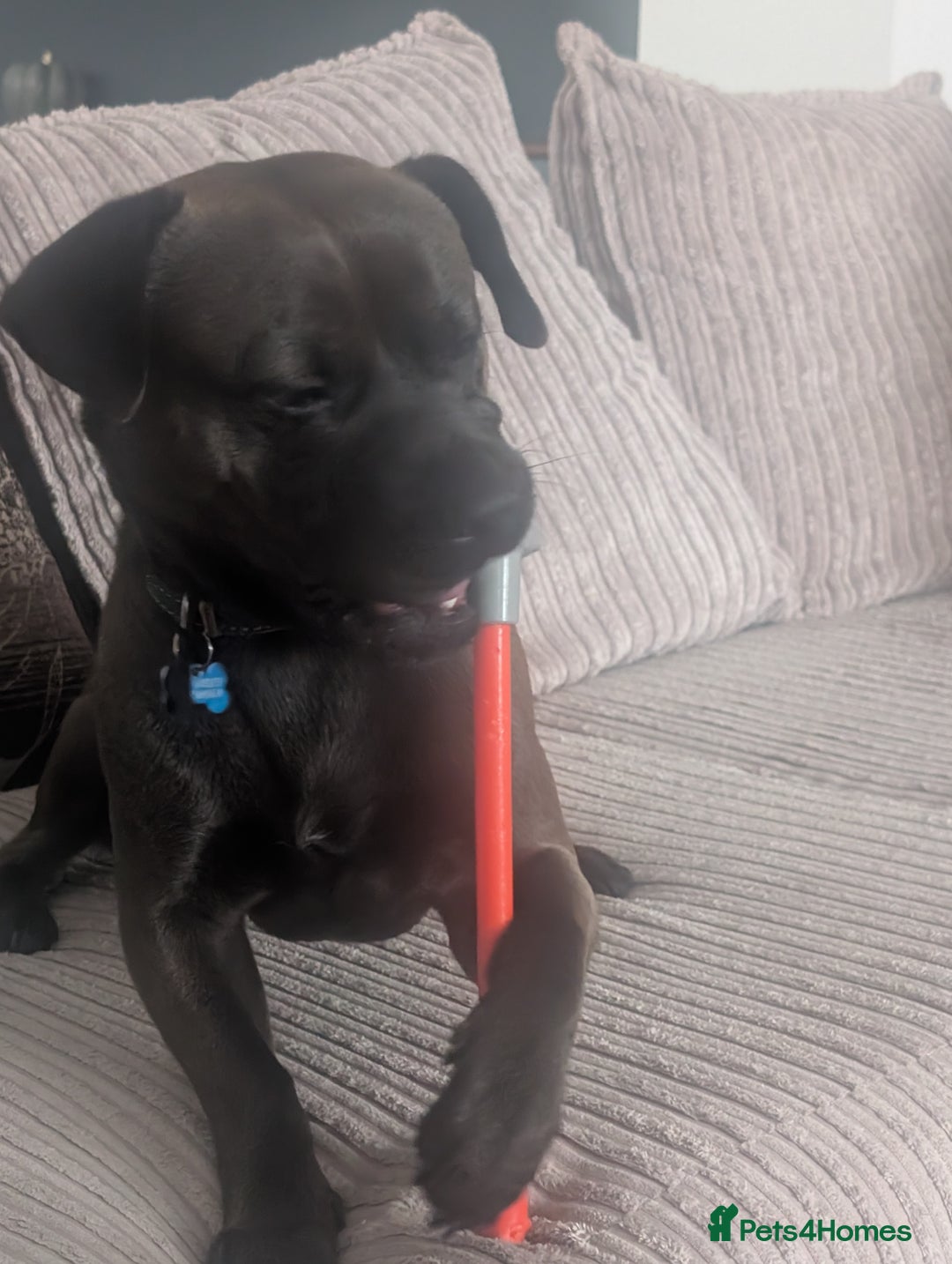 Mixed Breed dogs for sale: 10 month staffy cross with chihuahua  - Image 3