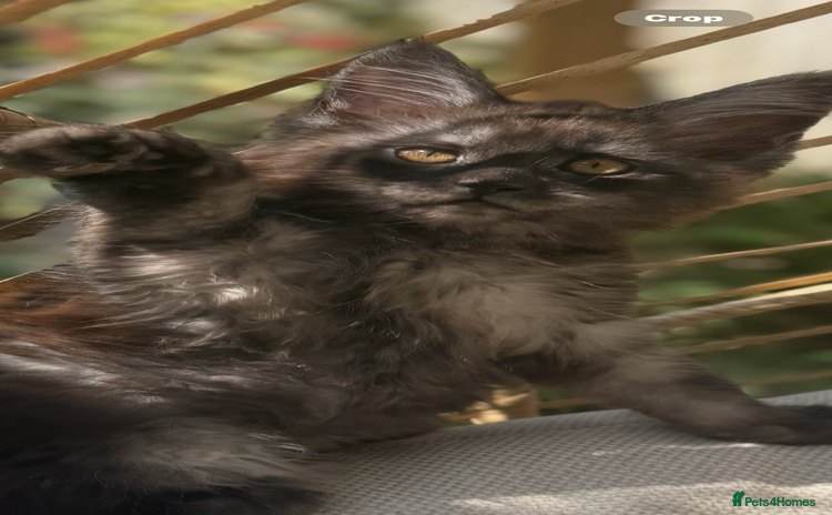Maine Coon cats - Advert 2