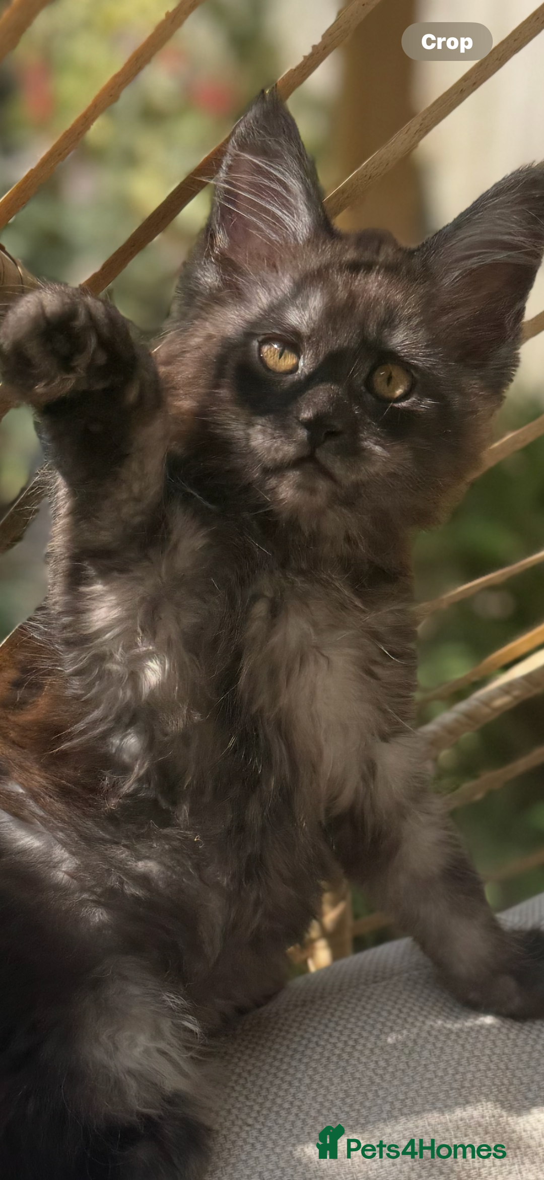 Maine Coon cats for sale: Stunning Black Smoke TiCA kittens  - Image 1