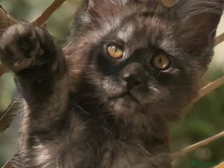 Maine Coon cats - Advert 9