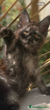 Maine Coon cats - Advert 13